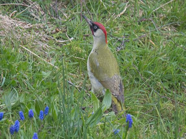 <h3>Picus viridis / European green woodpecker / Groene specht</h3>